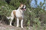 AKITA AMERICAIN 007